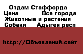 Отдам Стаффорда › Цена ­ 2 000 - Все города Животные и растения » Собаки   . Адыгея респ.